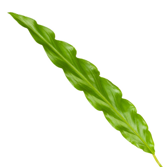 Calathea Bluegrass – 35 cm – ø12