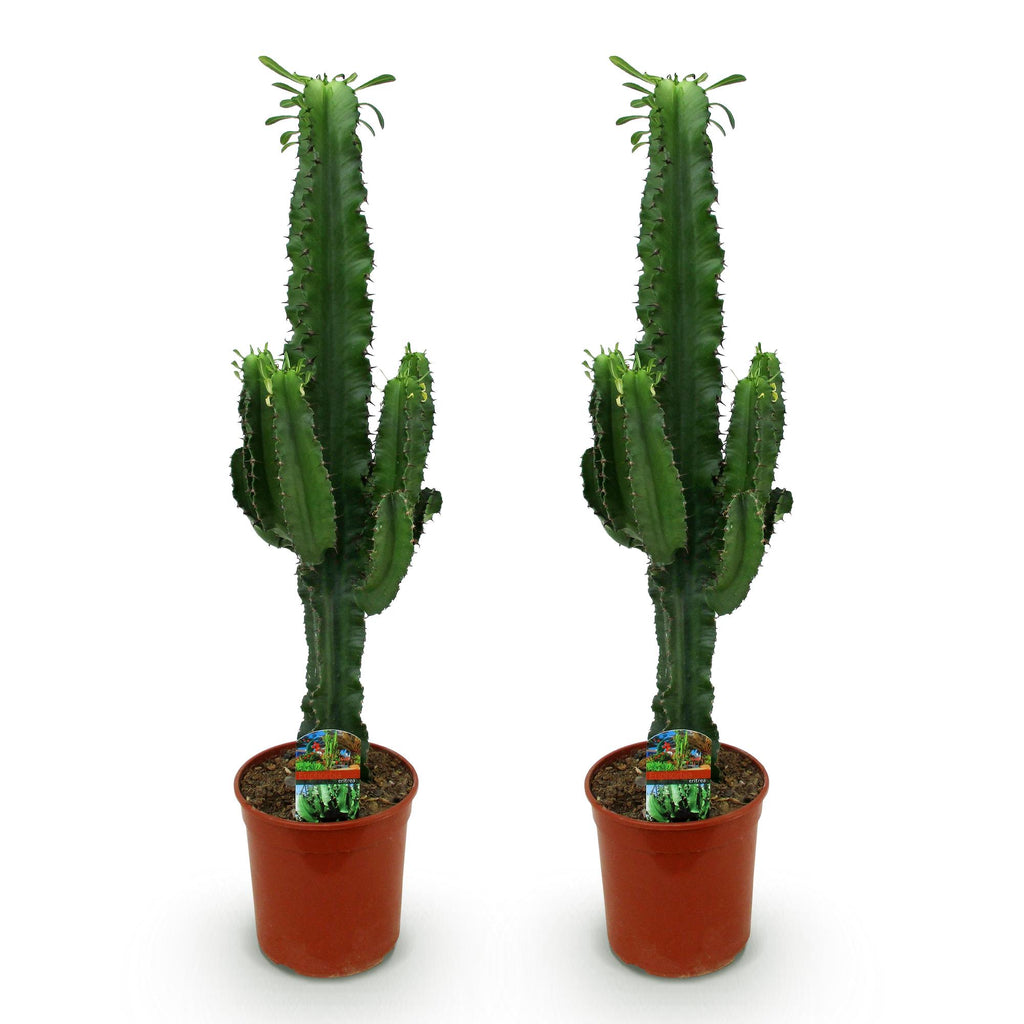 Euphorbia eritrea, Afrikanischer Milchbaum, Wenig Pflege, Grün, 2, Topf 19 cm, 70 cm