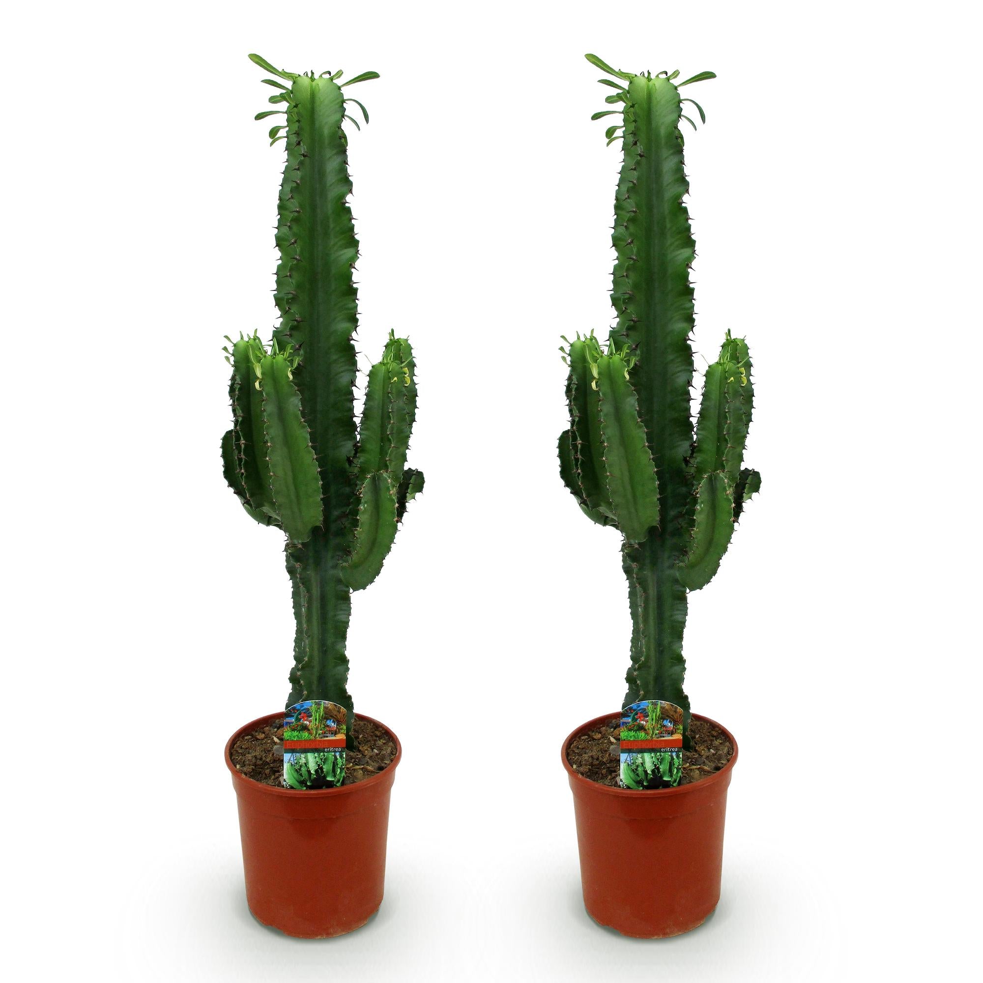 Euphorbia eritrea, Afrikanischer Milchbaum, Wenig Pflege, Grün, 2, Topf 19 cm, 70 cm