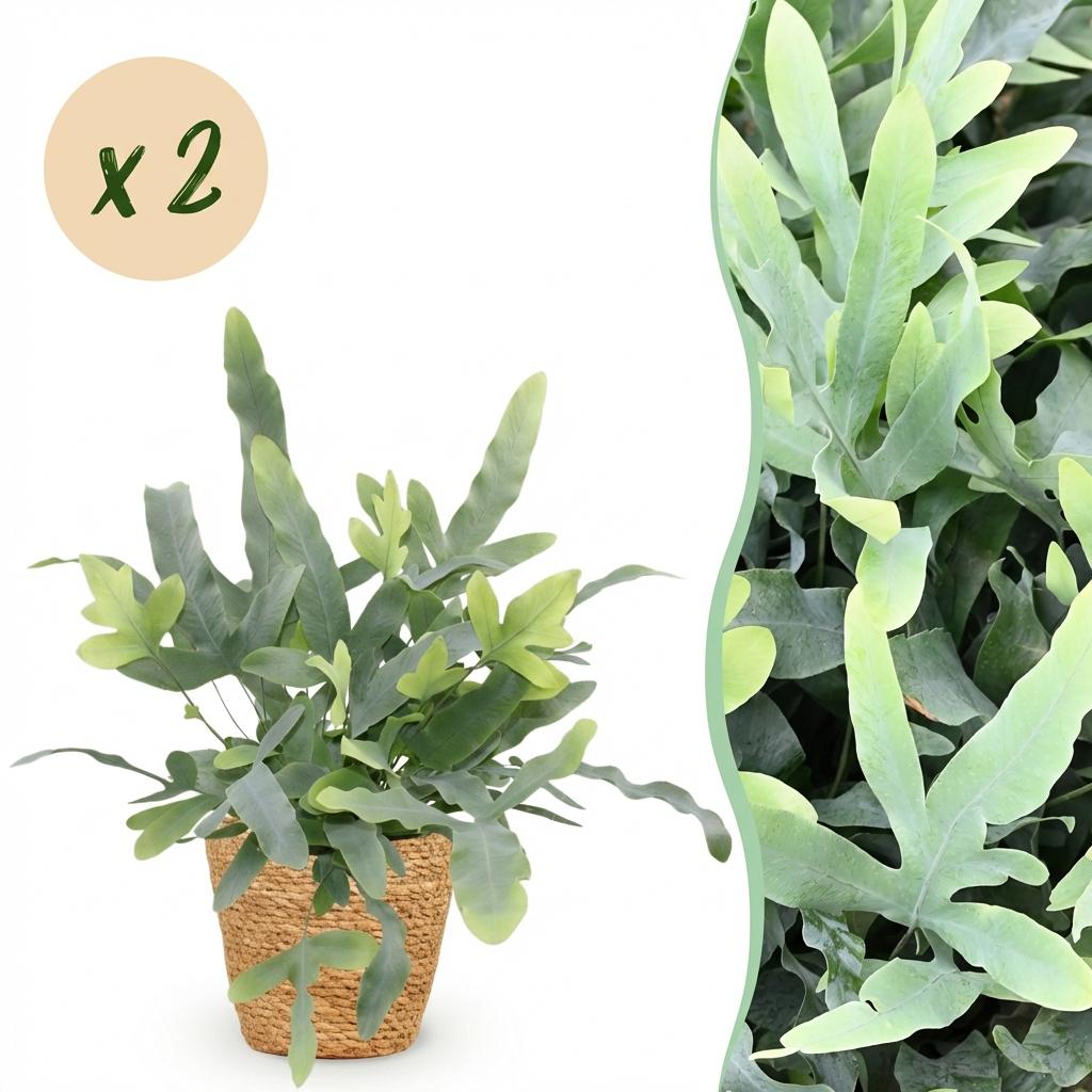 Green boutiQ, Zimmerpflanze, Phlebodium aureum Blue Star, Blaue Farn, Haustierfreundliche Pflanze, Blau, Topf 12cm, Höhe 25cm