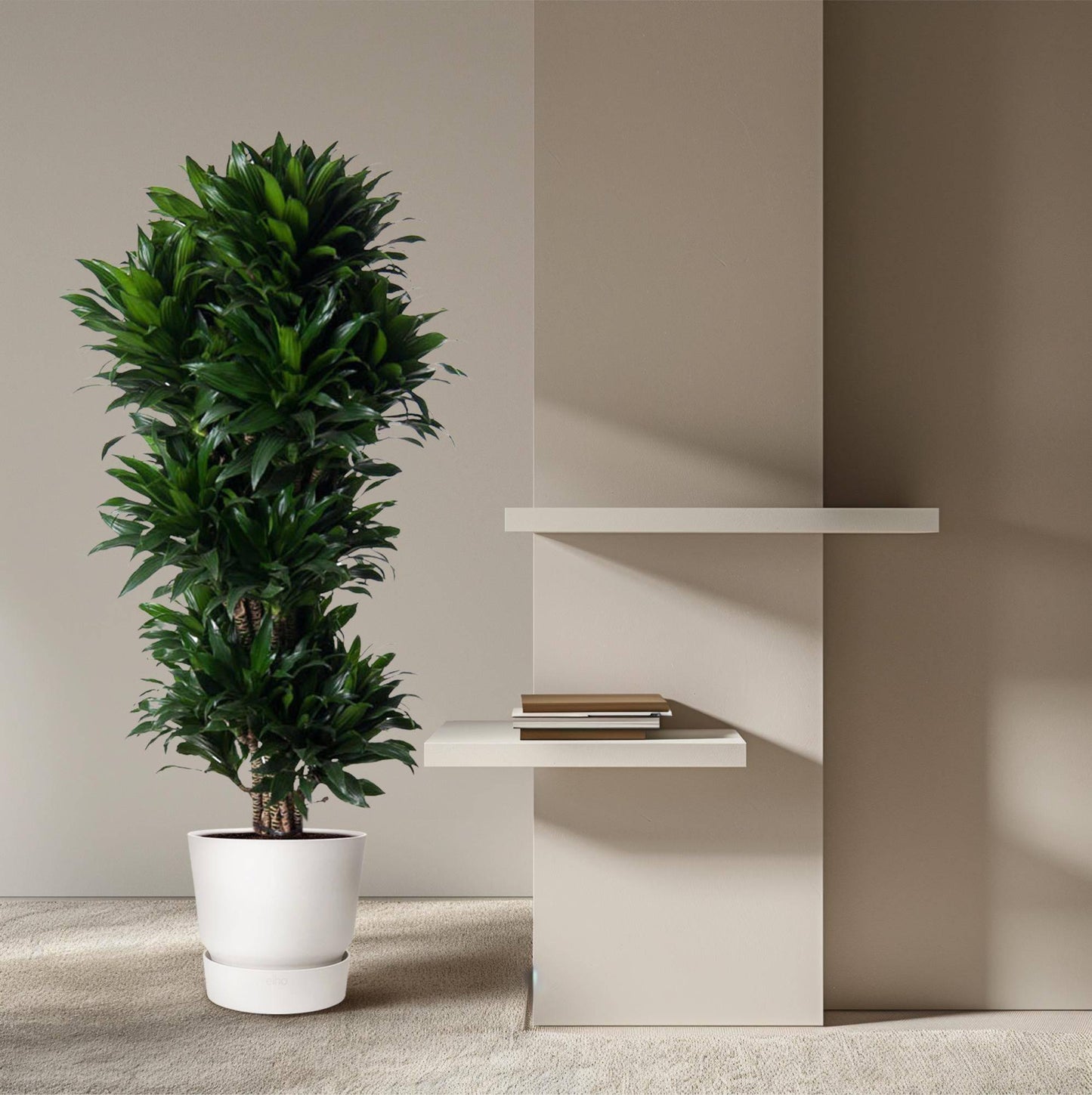 Dracaena compacta verzweigt – 140 cm – ø31 - Botanic-Vibes