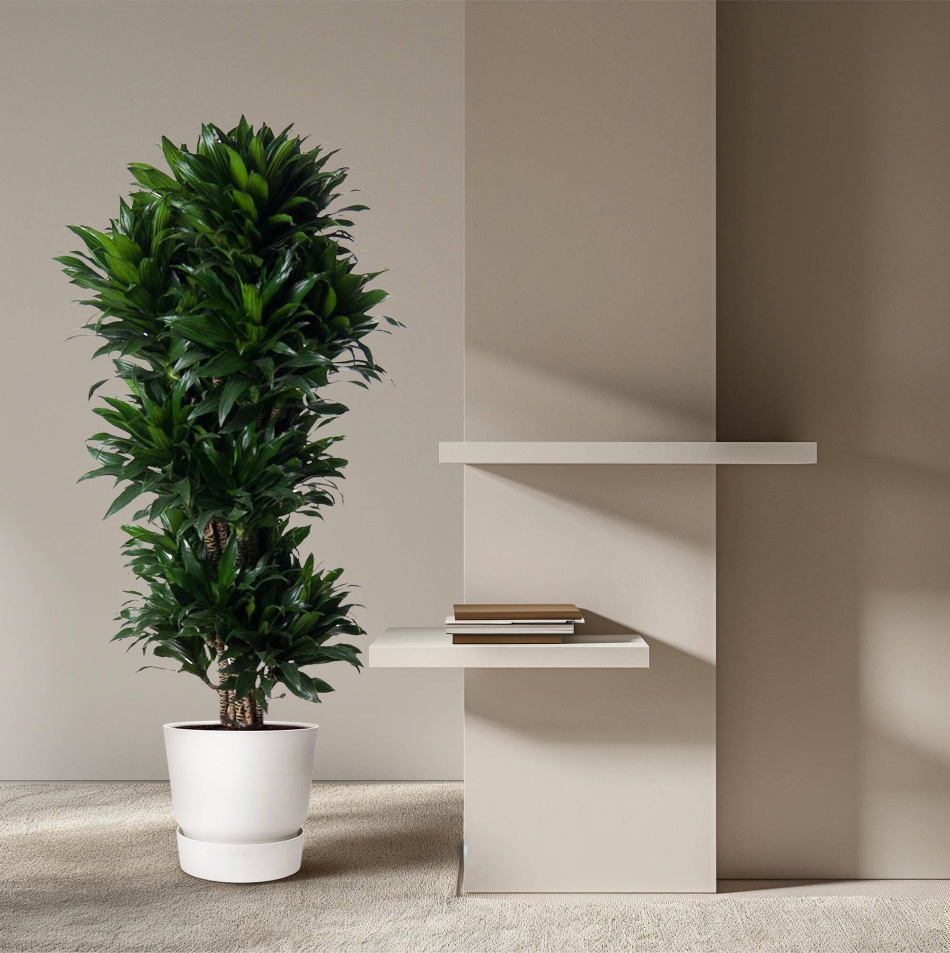 Dracaena compacta verzweigt – 140 cm – ø31 - Botanic-Vibes