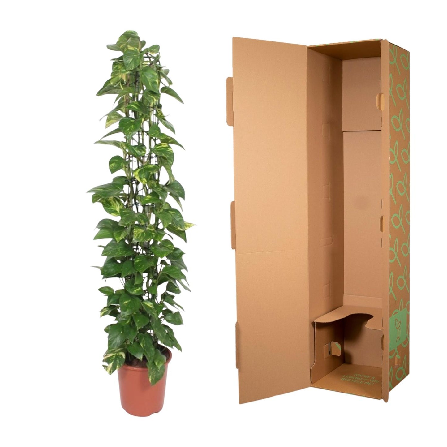 Epipremnum aureum Rankgitter – 160 cm – Ø27