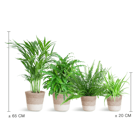 Haustierfreundliches Pflanzenset - Botanic-Vibes