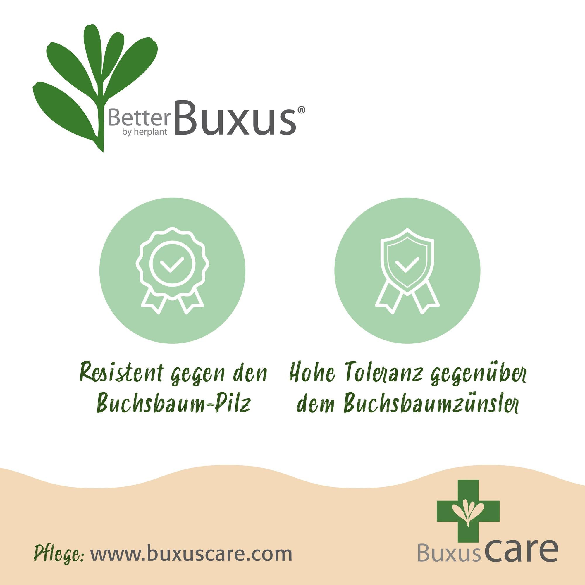 Buxus Kugel, BetterBuxus Skylight, Resistent gegen Buxusmehltau, 1 Pflanze, Topf 26 cm Kugel 30 cm