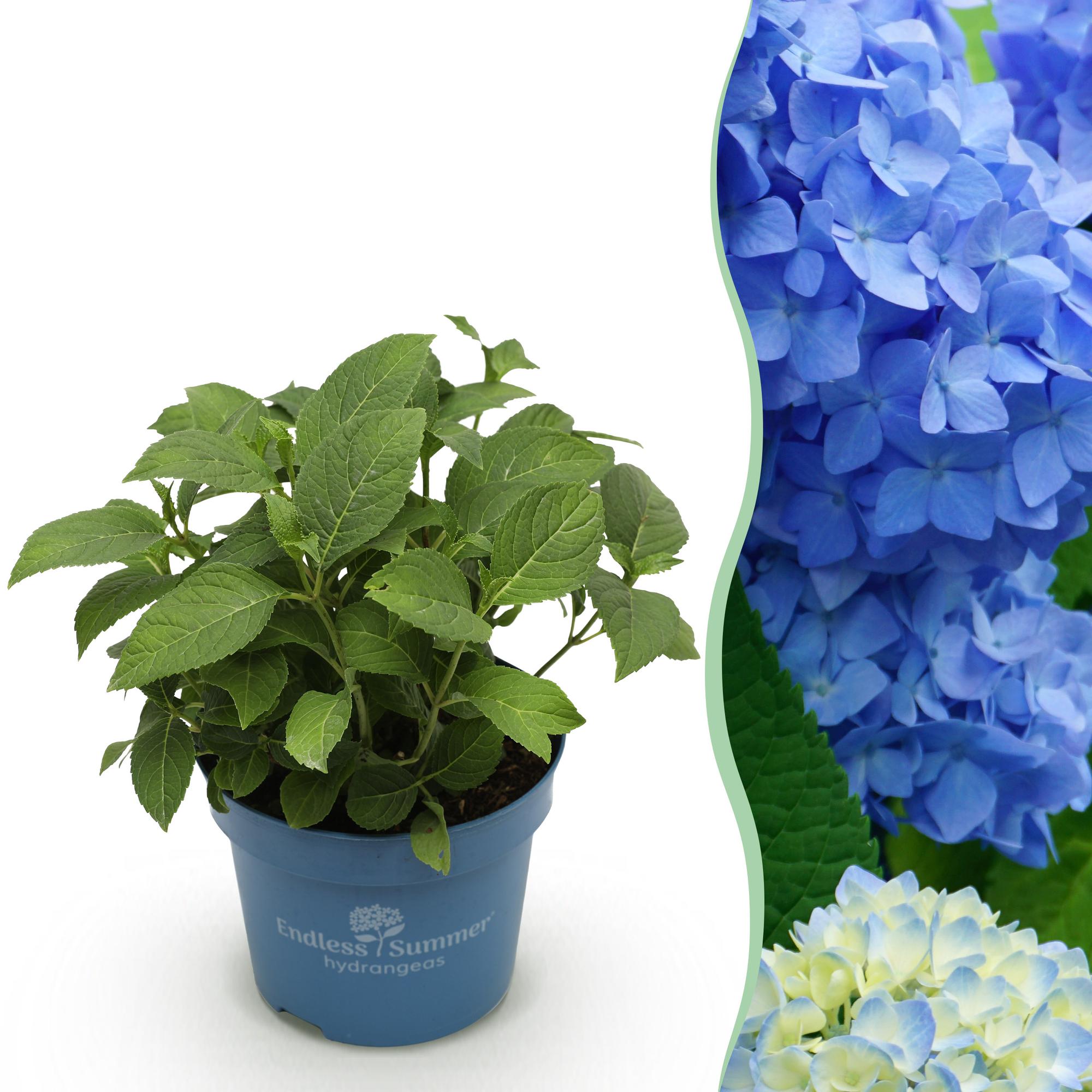 Hydrangea Endles Summer The Orginal Blau, Hortensie, Winterhart, Blau, 1 Pflanze, Topf 14 cm, 20-25 cm
