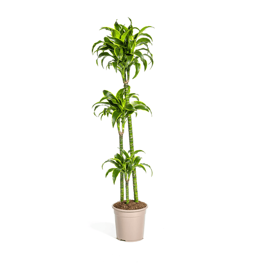 Dracaena Deremensis Dorado Ø24cm - ↕120 - 140cm - Botanic-Vibes