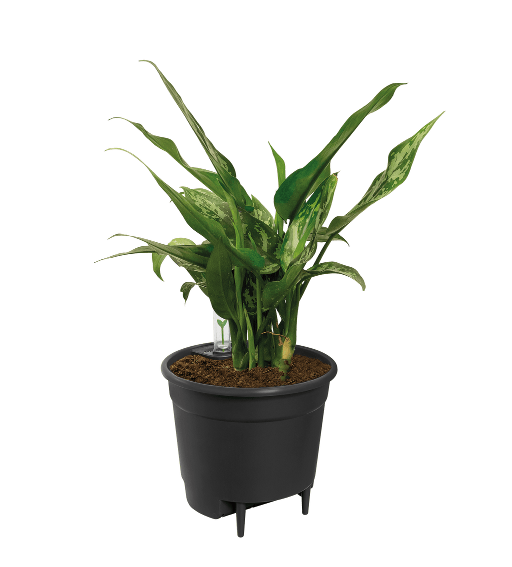 Wasserspeicher-Einsatz – 24 cm - Botanic-Vibes