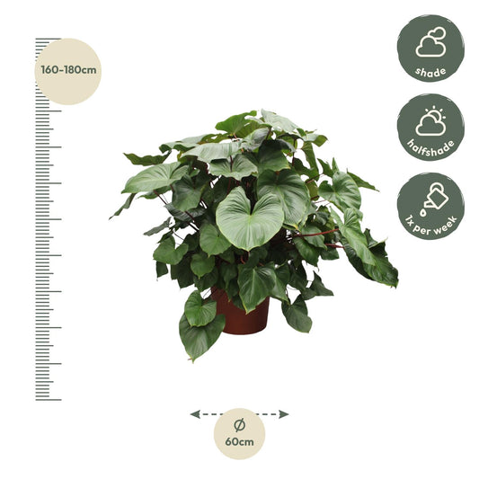 Homalomena rubescens 'Maggy' – 170 cm – Ø60