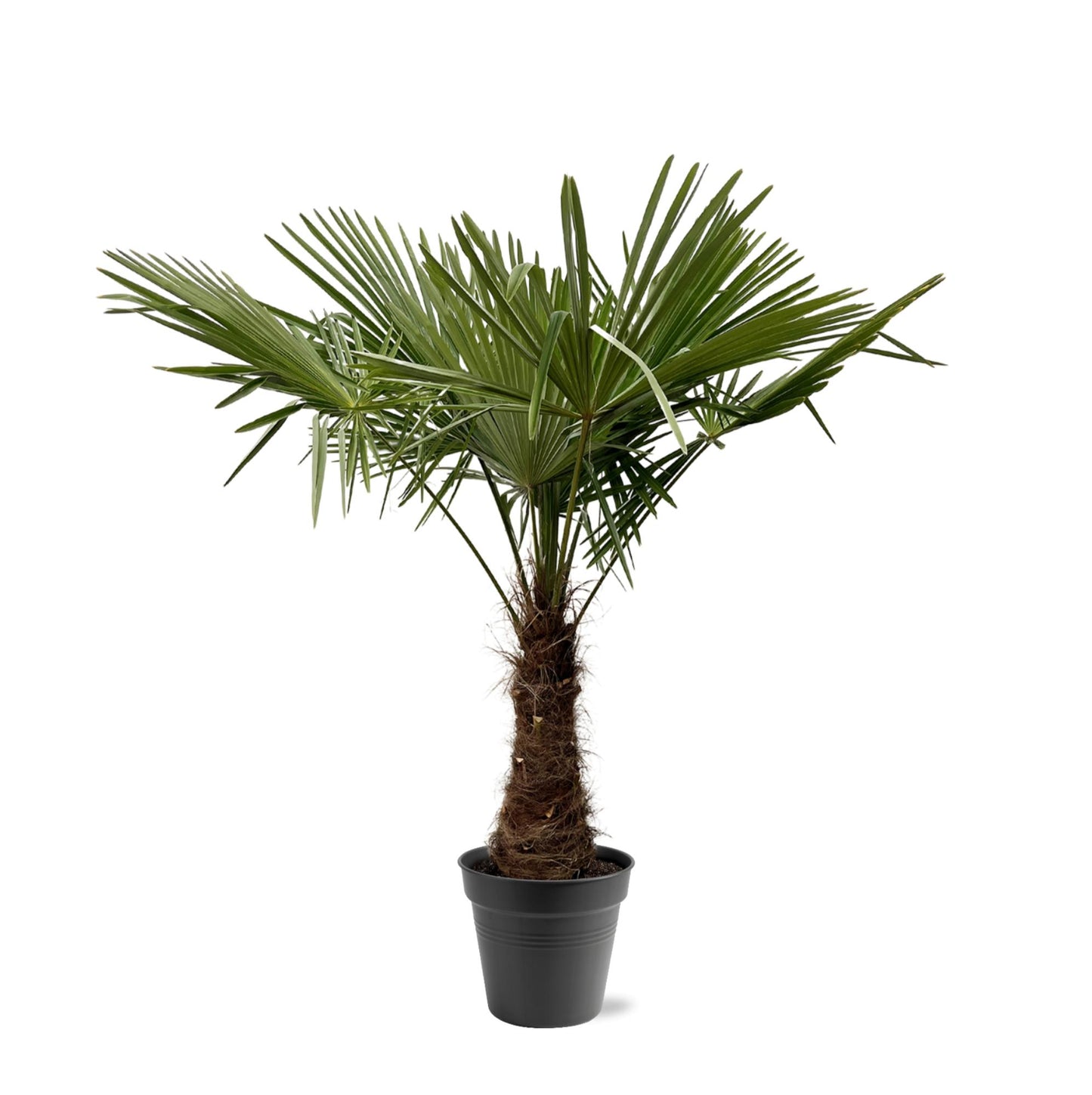 Trachycarpus fortuneii – 220–240cm – Ø45