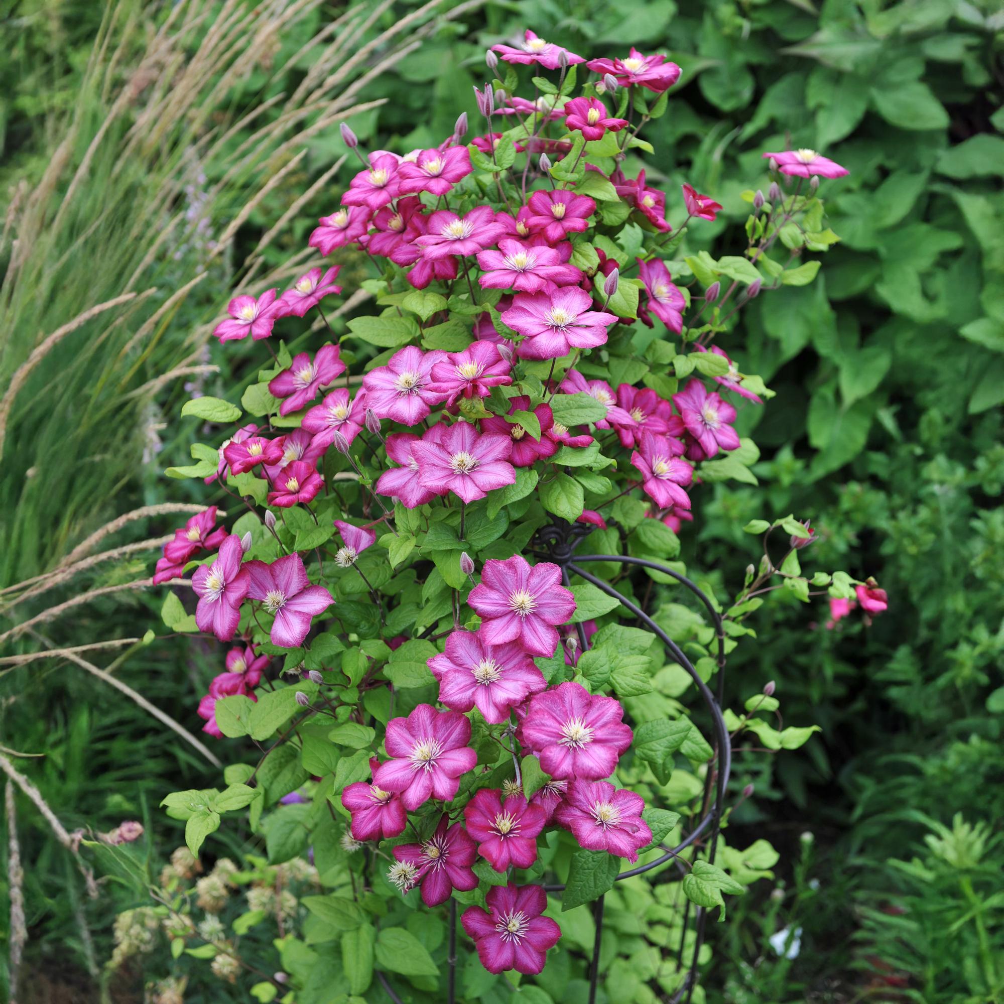 Kletterpflanze, Clematis Ville de Lyon, Blüte Rosa, Wenig Pflege, 2 Pflanzen, Topf 11 cm 40 cm