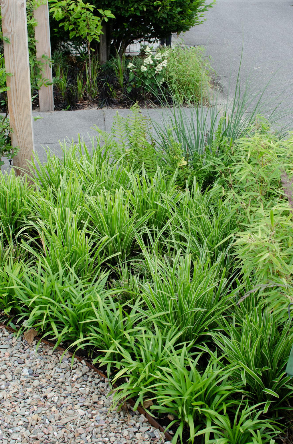 3x, Carex morrowii 'Ice Dance', 30 cm, Ø14 cm