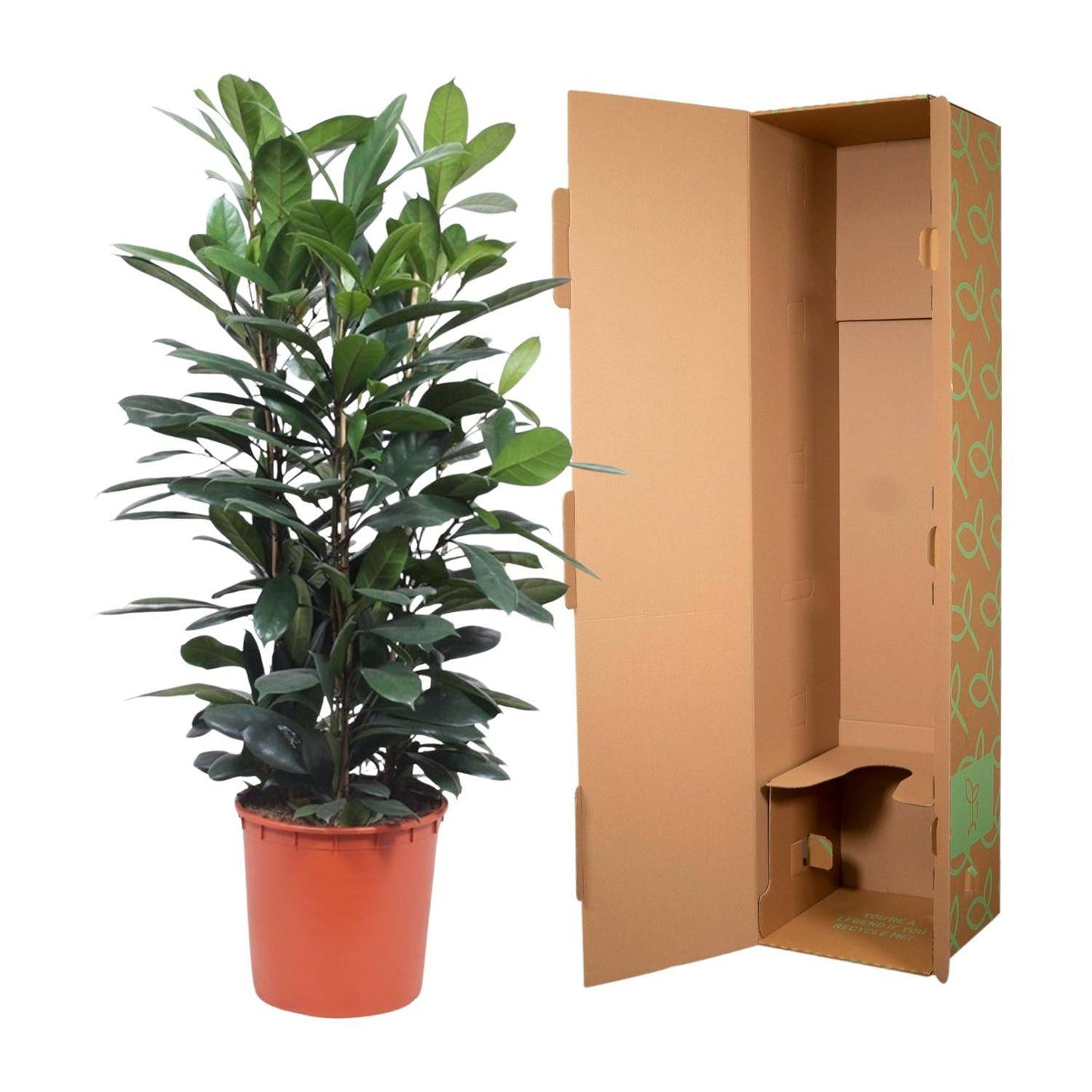 Ficus cyathistipula Strauch – 140 cm – Ø34 - Botanic-Vibes