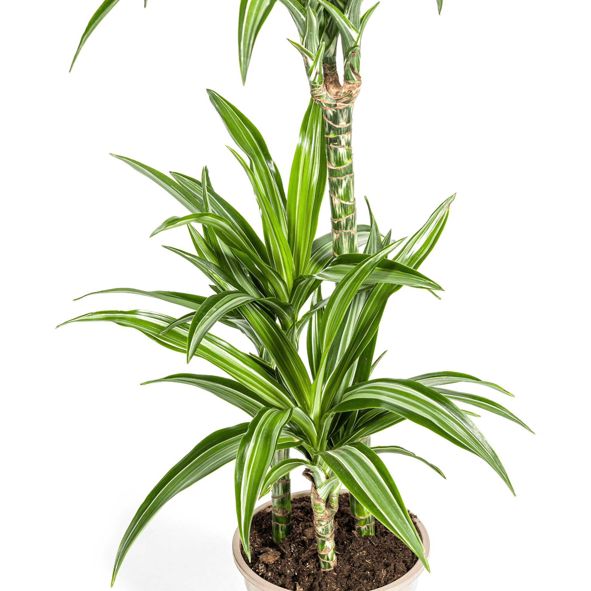 Dracaena Deremensis White Stripe Ø21cm - ↕90 - 110cm - Botanic-Vibes