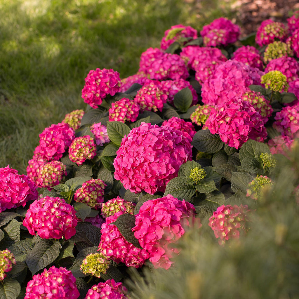 Hydrangea Endless Summer Summer Love Rot, Hortensie, Winterhart, Rot, 1 Pflanze, Topf 14 cm, 20-25 cm