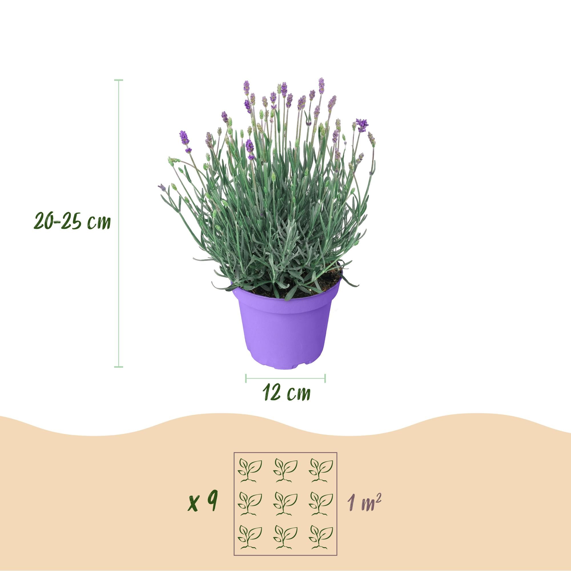 Lavandula angustifolia Munstead, Lavendel, Winterhart, Lila, 18 Pflanzen, Topf 12 cm, 15-25 cm