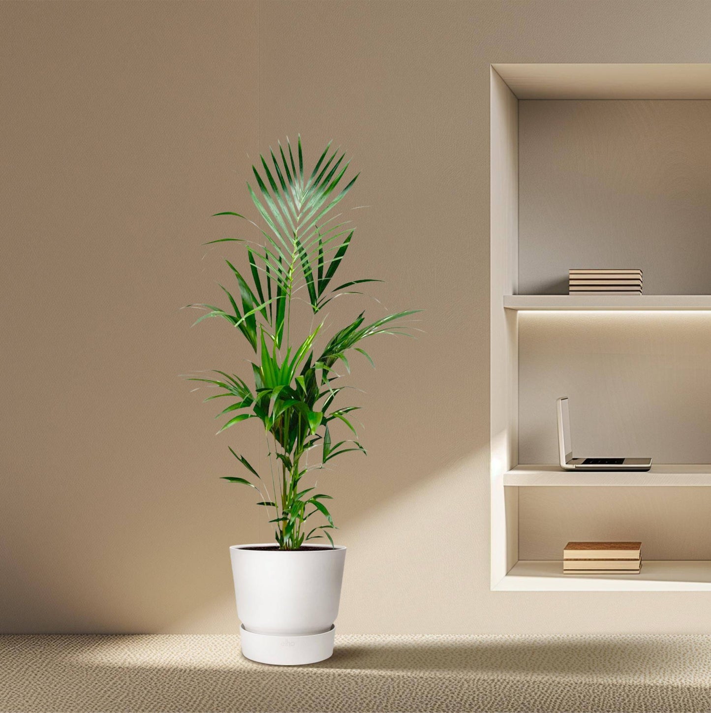 Kentia palm – 180 cm – Ø24 - Botanic-Vibes
