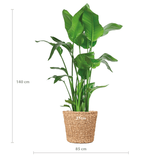 Strelitzia Nicolai XL mit Torun-Korb – 140 cm – Ø27 - Botanic-Vibes