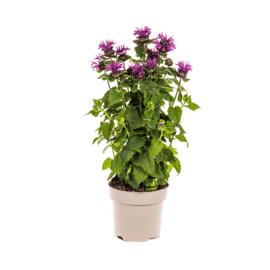 Monarda Didyma Purple Ø19cm - ↕45 - 60cm - Botanic-Vibes