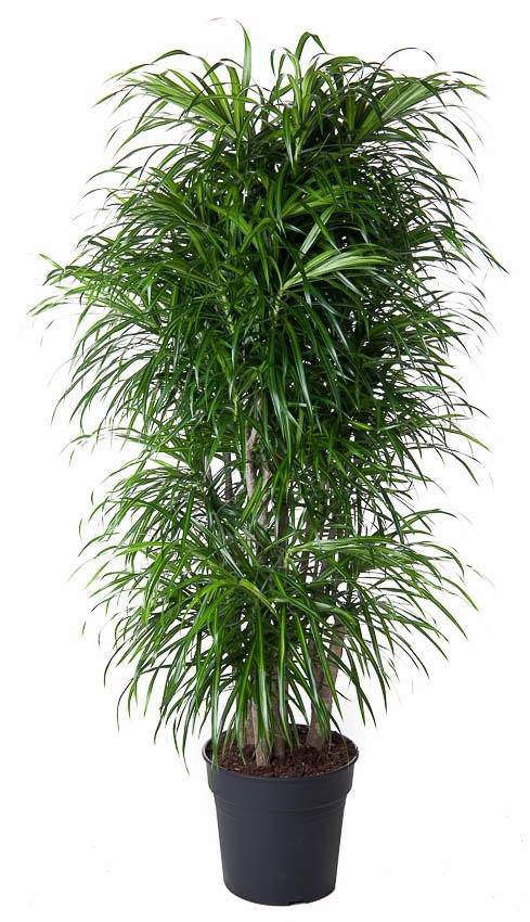 Dracaena anita verzweigt – 160 cm – ø34 - Botanic-Vibes
