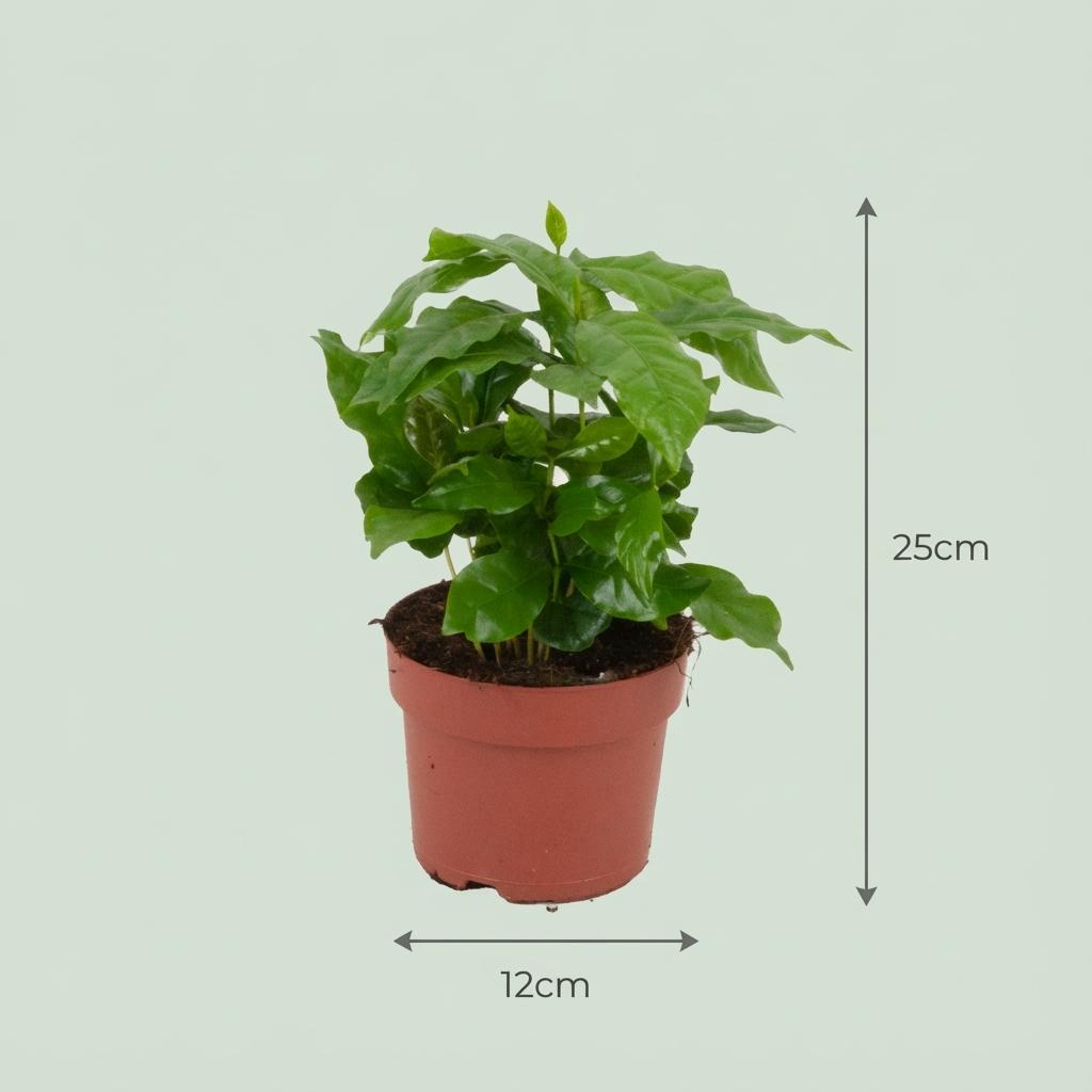 2x Coffea Arabica Kaffeepflanze, Ø12 cm, 25 cm