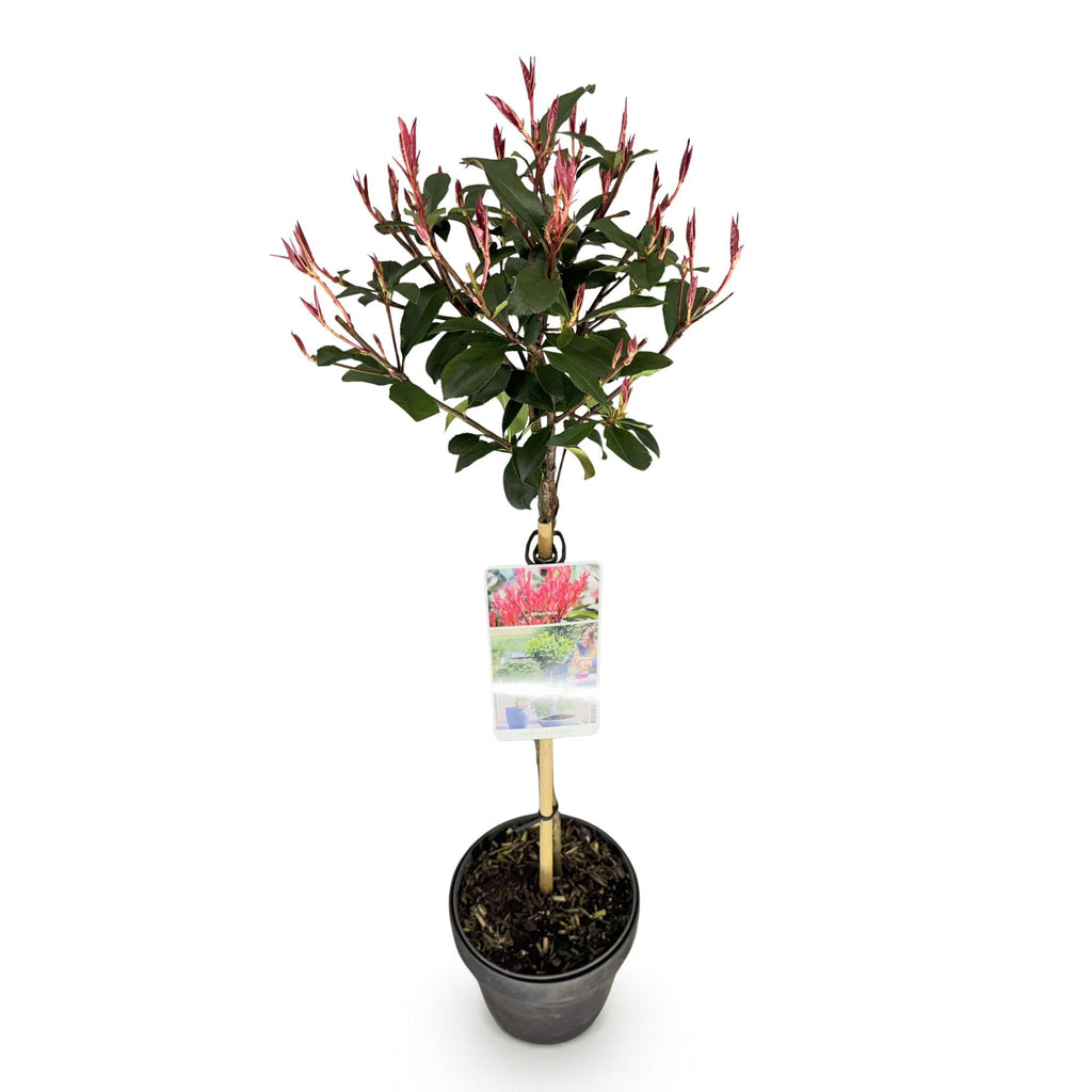 Pflanze auf Stamm, Photinia fraseri Carre Rouge, Terrassenpflanze, Immergrün, Winterhart, Grün-Rotes Blatt, Topf 19 cm 90 cm