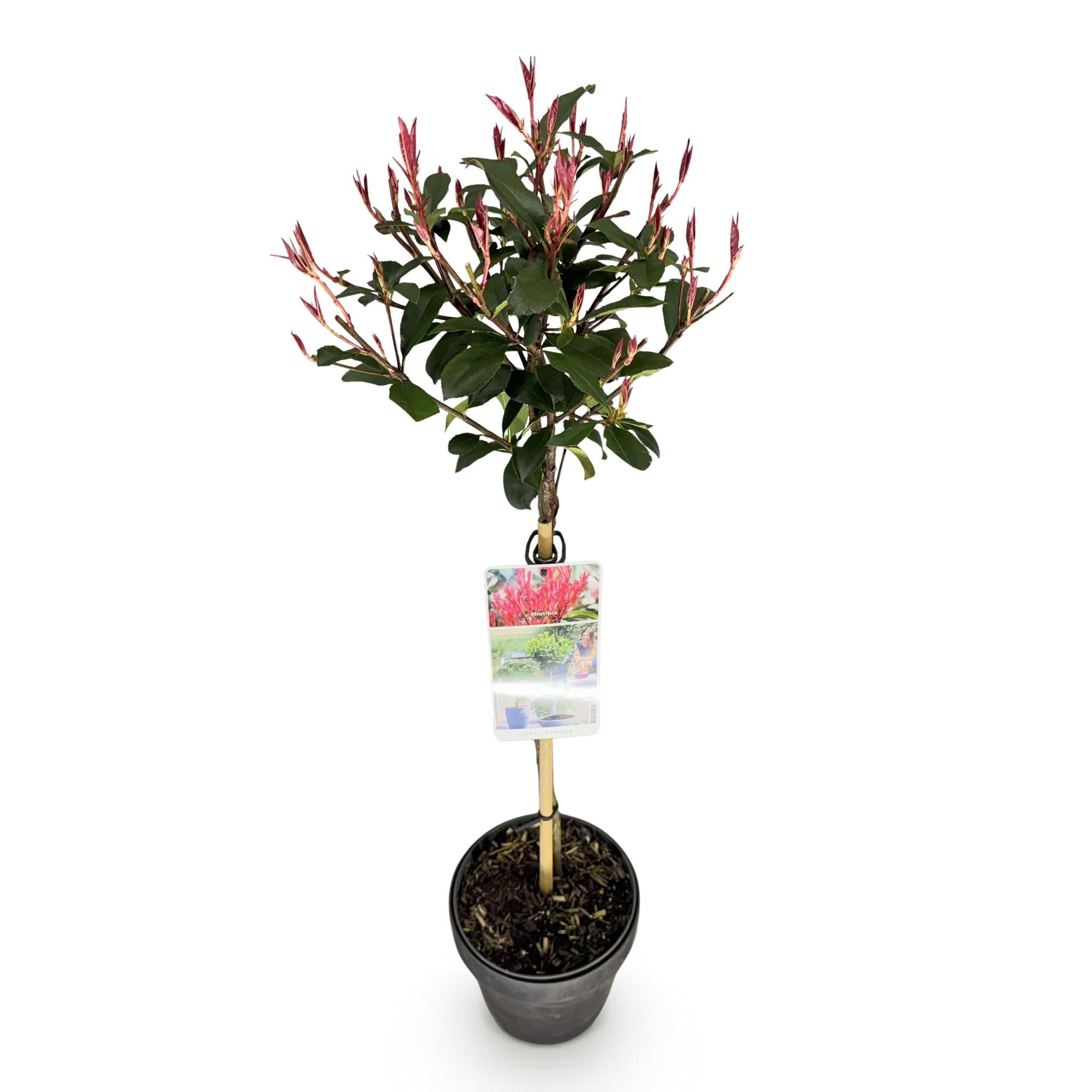 Pflanze auf Stamm, Photinia fraseri Carre Rouge, Terrassenpflanze, Immergrün, Winterhart, Grün-Rotes Blatt, Topf 19 cm 90 cm