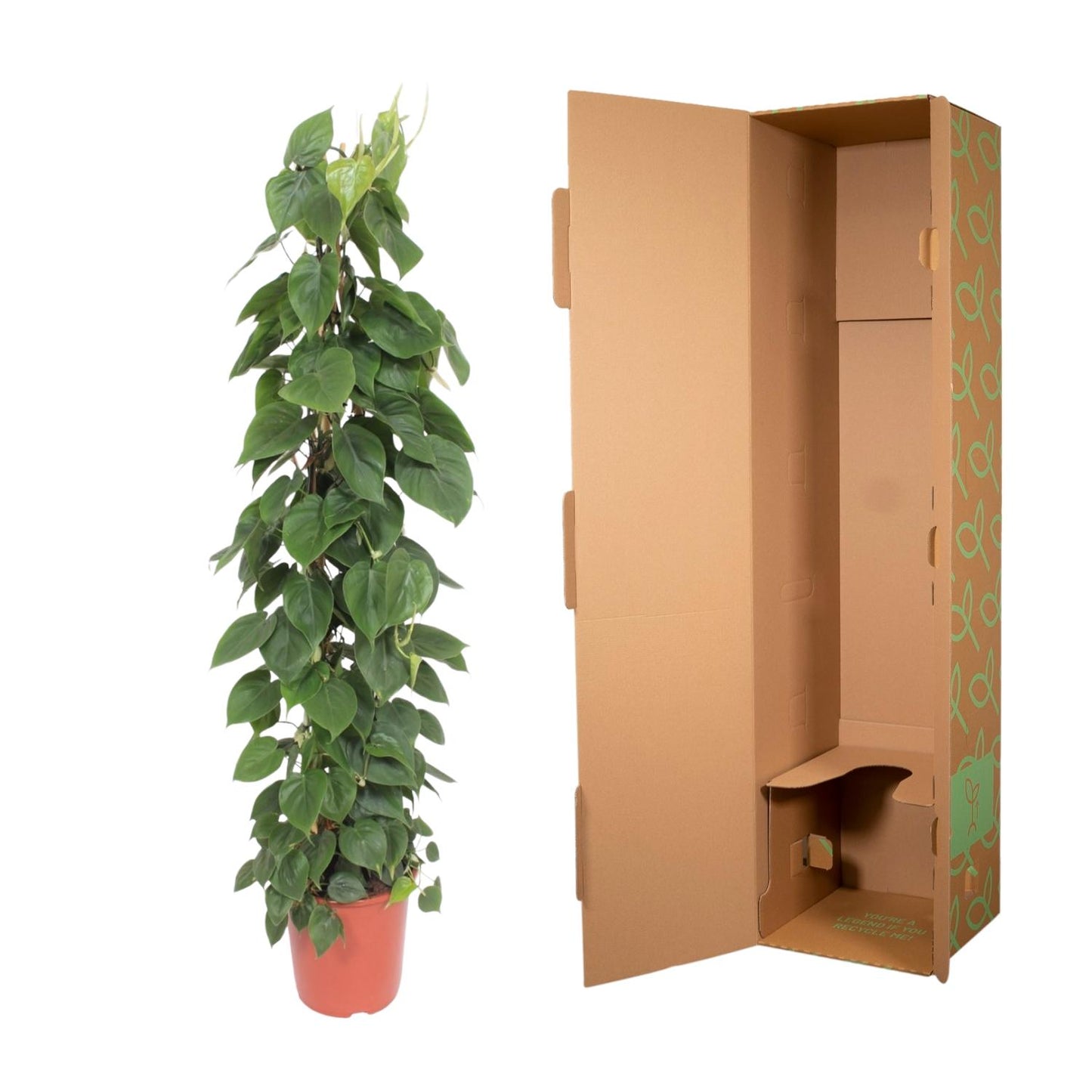 Philodendron scandens – mit Gitter – 150 cm – Ø27