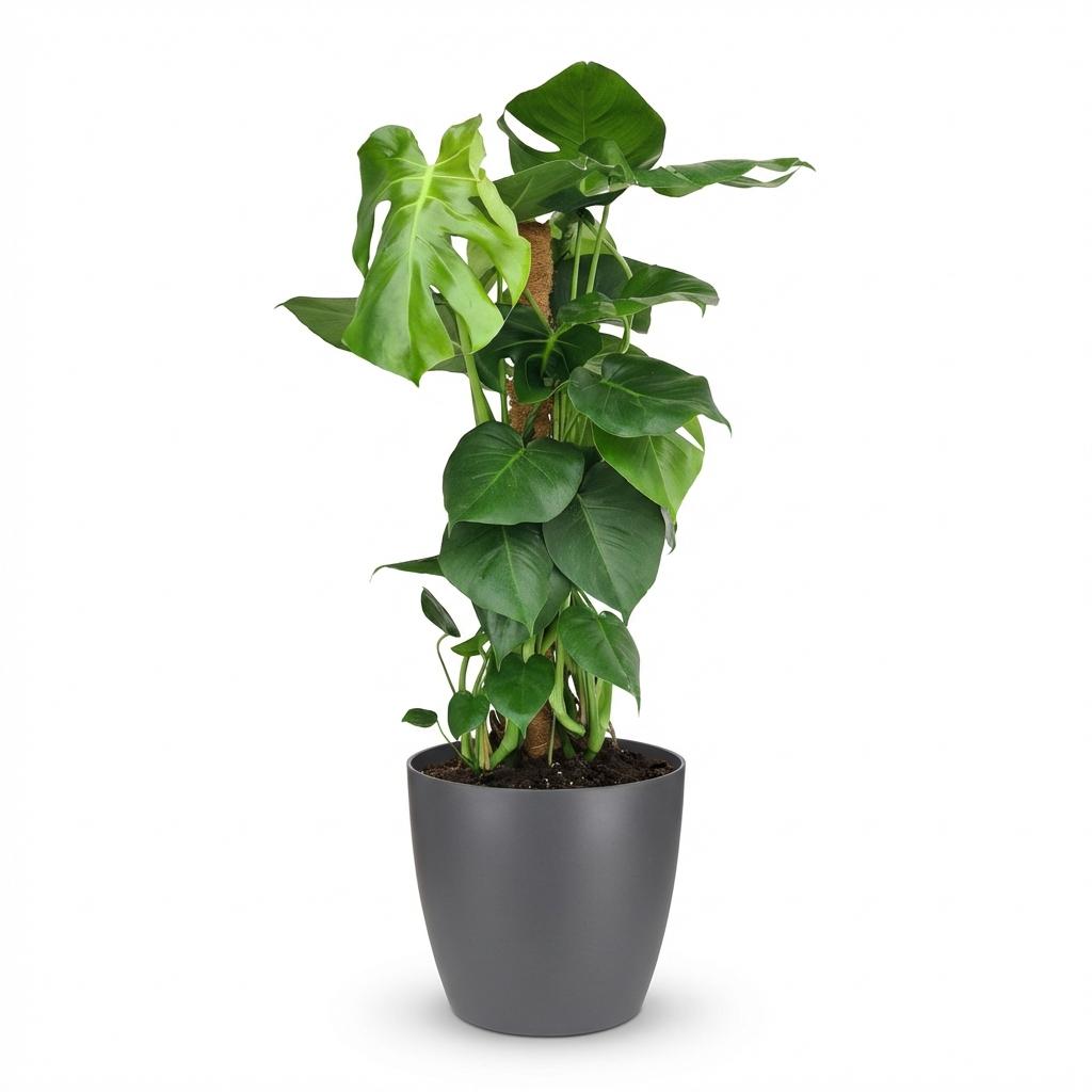 Green boutiQ, Zimmerpflanze, Fensterblatt, Monstera Deliciosa Moosstab, Grün, Pflegeleicht, Topf 19cm, Höhe 90cm