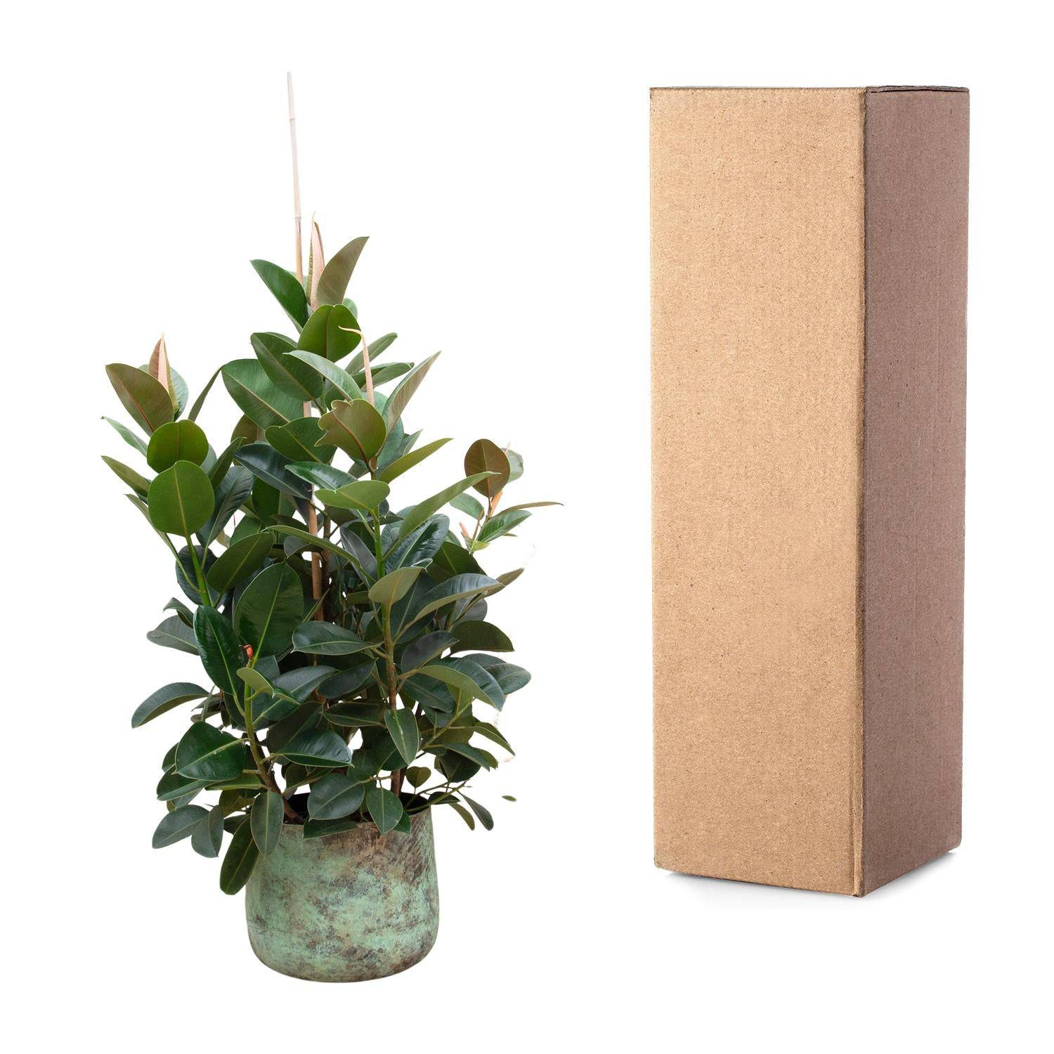 Ficus Robusta verzweigt – 150 cm – Ø38 - Botanic-Vibes