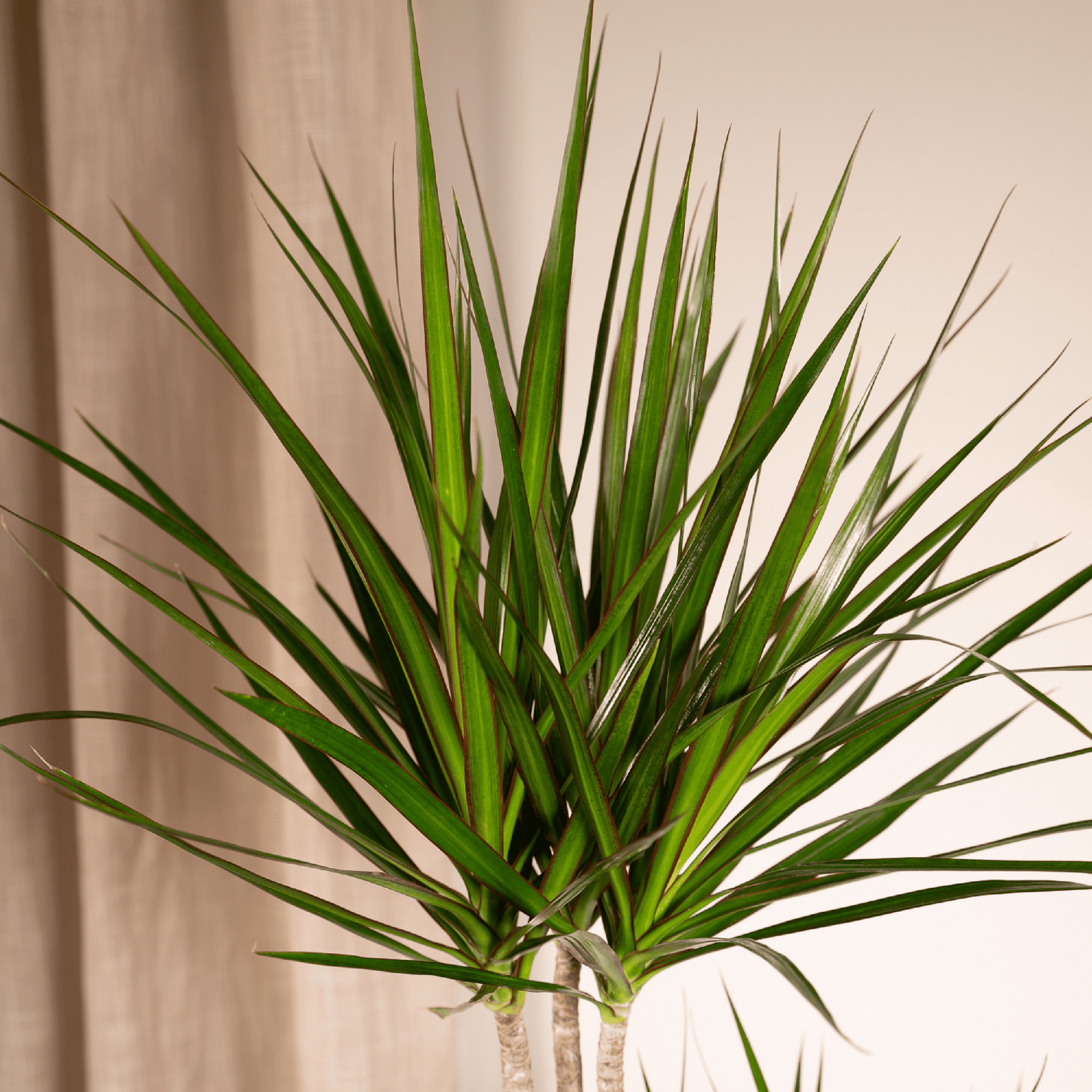 Dracaena Marginata – Ø19 – 100 cm - Botanic-Vibes