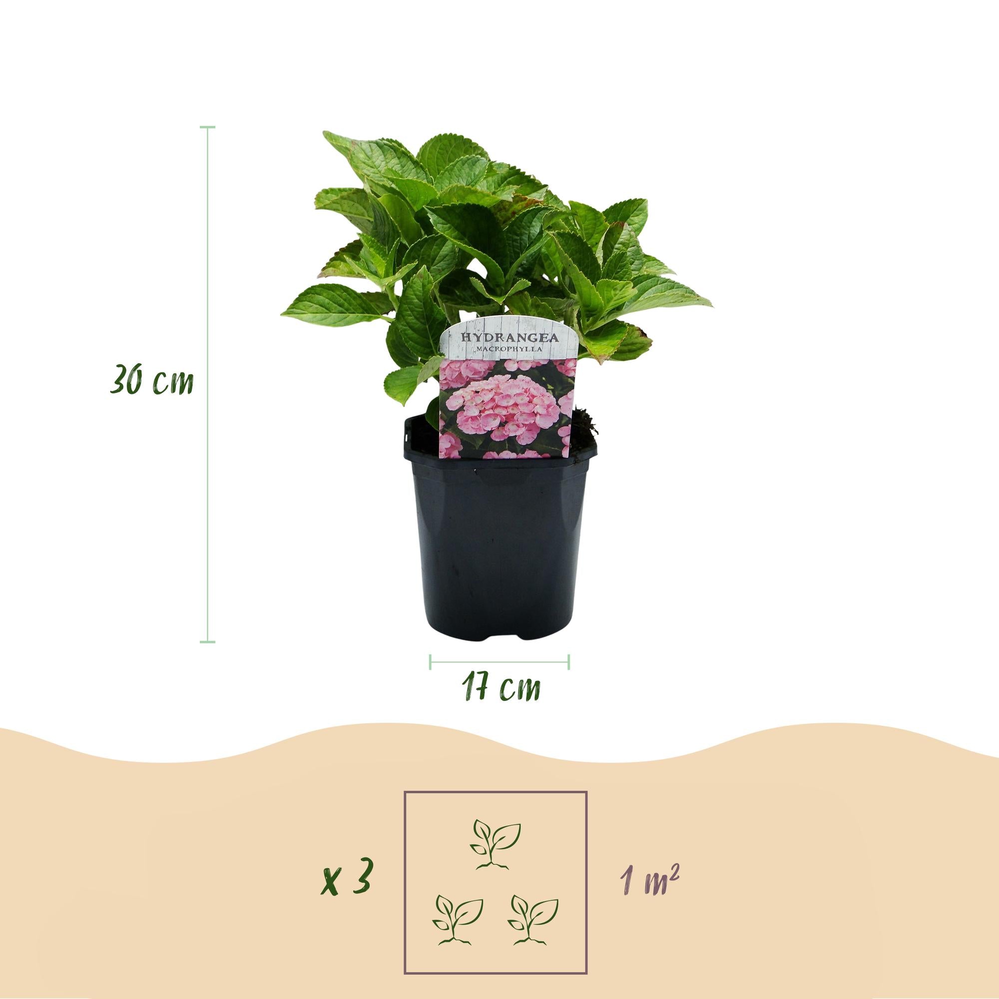 Hortensie, Hydrangea macrophylla Rosa, Blüte Rosa, 1 Pflanze, Laubabwerfend, Wenig Pflege, Topf 17 cm 30 cm