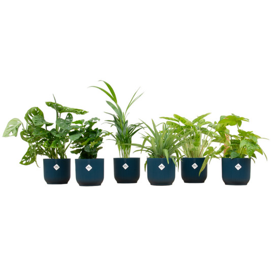 Überraschungsbox – 6 pflanzen inkl. elho vibes fold round Ø14 blau