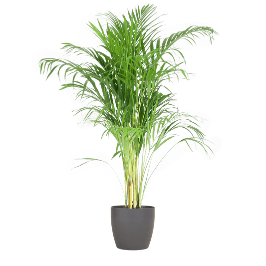Areca Palm (Dypsis) mit Viber Grau - 100cm - Ø21 - Botanic-Vibes