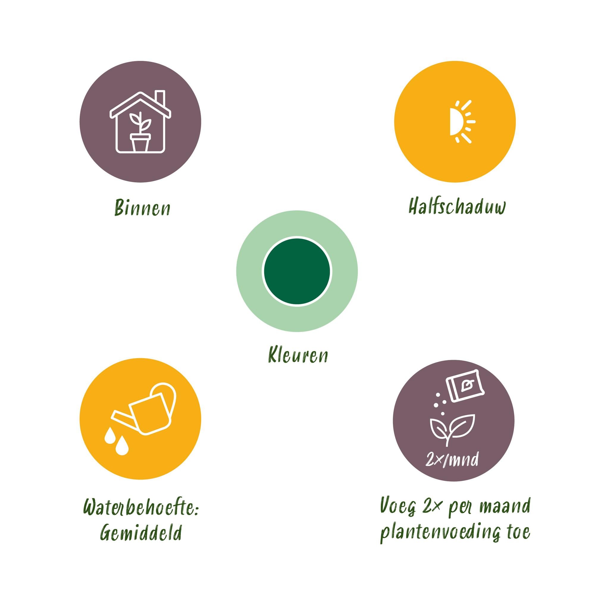 Howea Forsteriana, Kentia-Palme, Wenig Pflege, Grün, 2 Pflanzen, Topf 17 cm, 70-75 cm