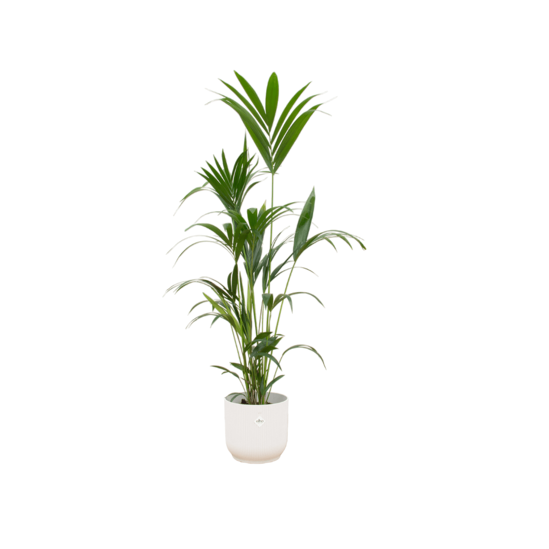 Kentia Palme inkl. elho Vibes Fold Round Weiß – 160 cm – Ø30 - Botanic-Vibes