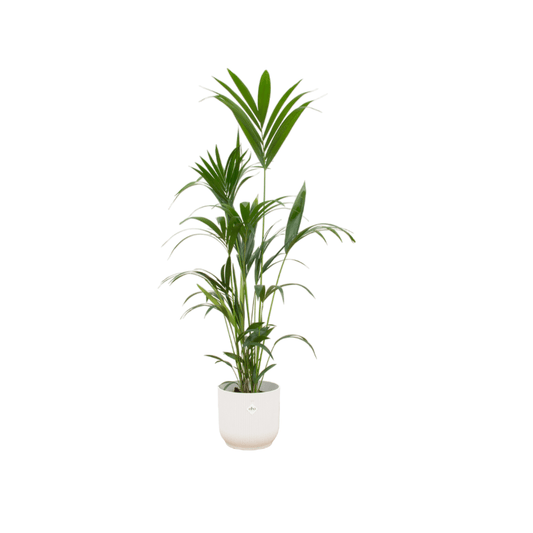 Kentia Palme inkl. elho Vibes Fold Round Weiß – 160 cm – Ø30 - Botanic-Vibes