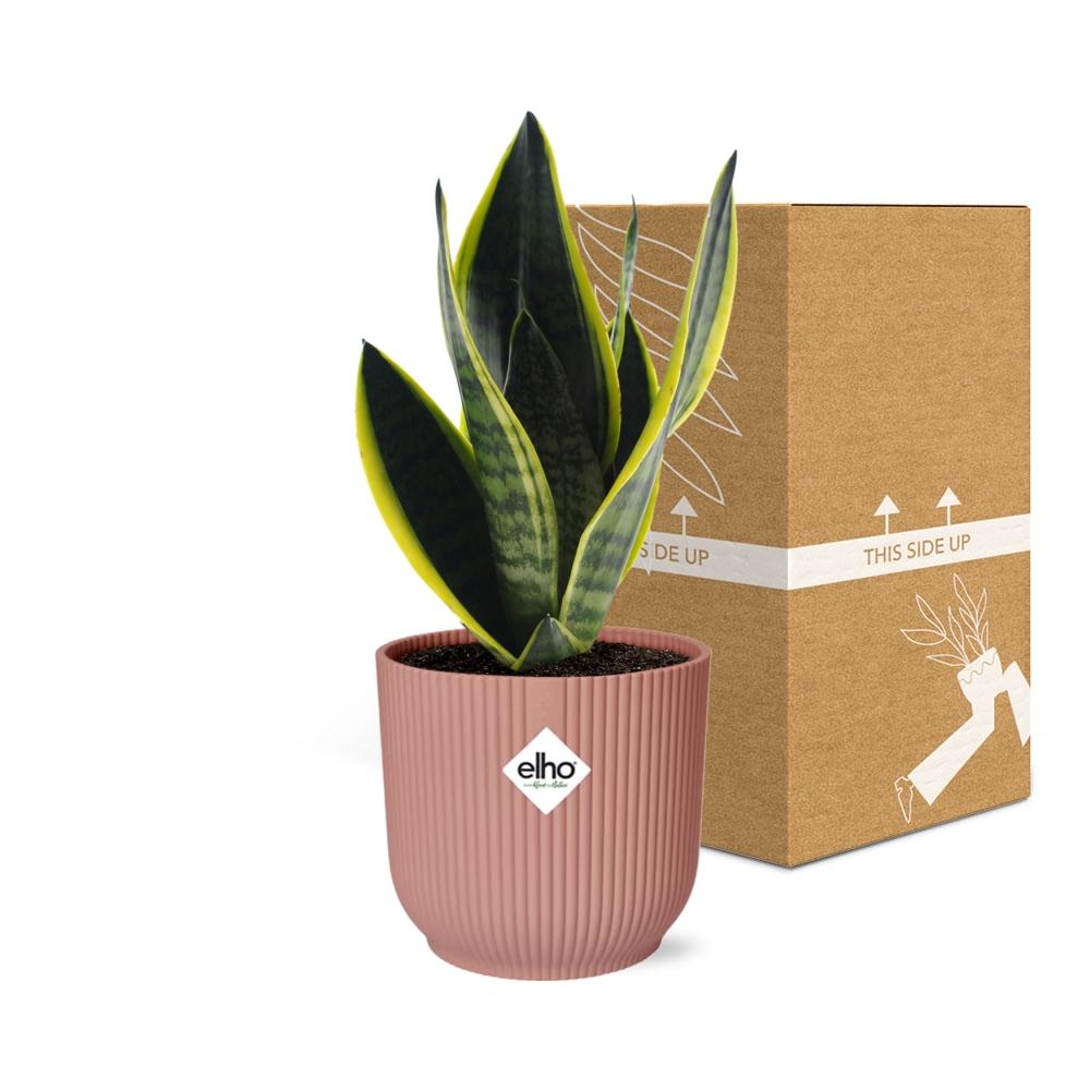 Sansevieria Futura Superba im ELHO Vibes Fold, 14 cm, rosa