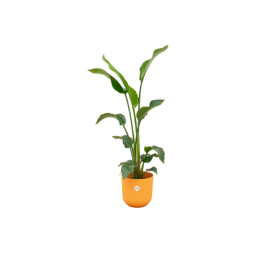 Combi deal - Strelitzia nicolai inklusive elho Jazz Round Gelb Ø23 – 100 cm