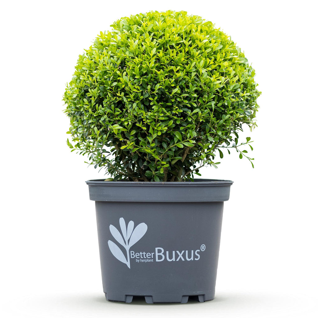 Buxus Kugel, BetterBuxus Skylight, Resistent gegen Buxusmehltau, 1 Pflanze, Topf 26 cm Kugel 30 cm