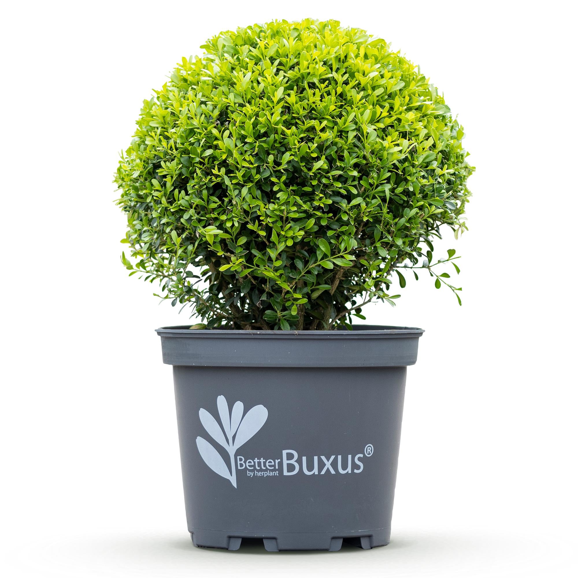 Buxus Kugel, BetterBuxus Skylight, Resistent gegen Buxusmehltau, 1 Pflanze, Topf 26 cm Kugel 30 cm