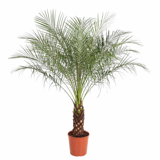 Phoenix roebelenii – 190 cm – Ø40 - Botanic-Vibes