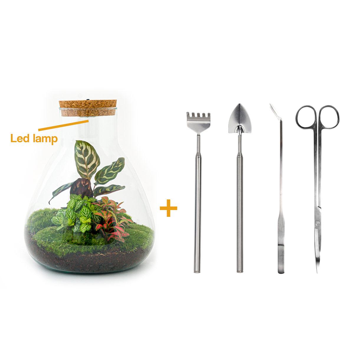 Flaschengarten – Sam Calathea mit Lampe – 30 cm – Rechen + Schaufel + Pinzette + Schere