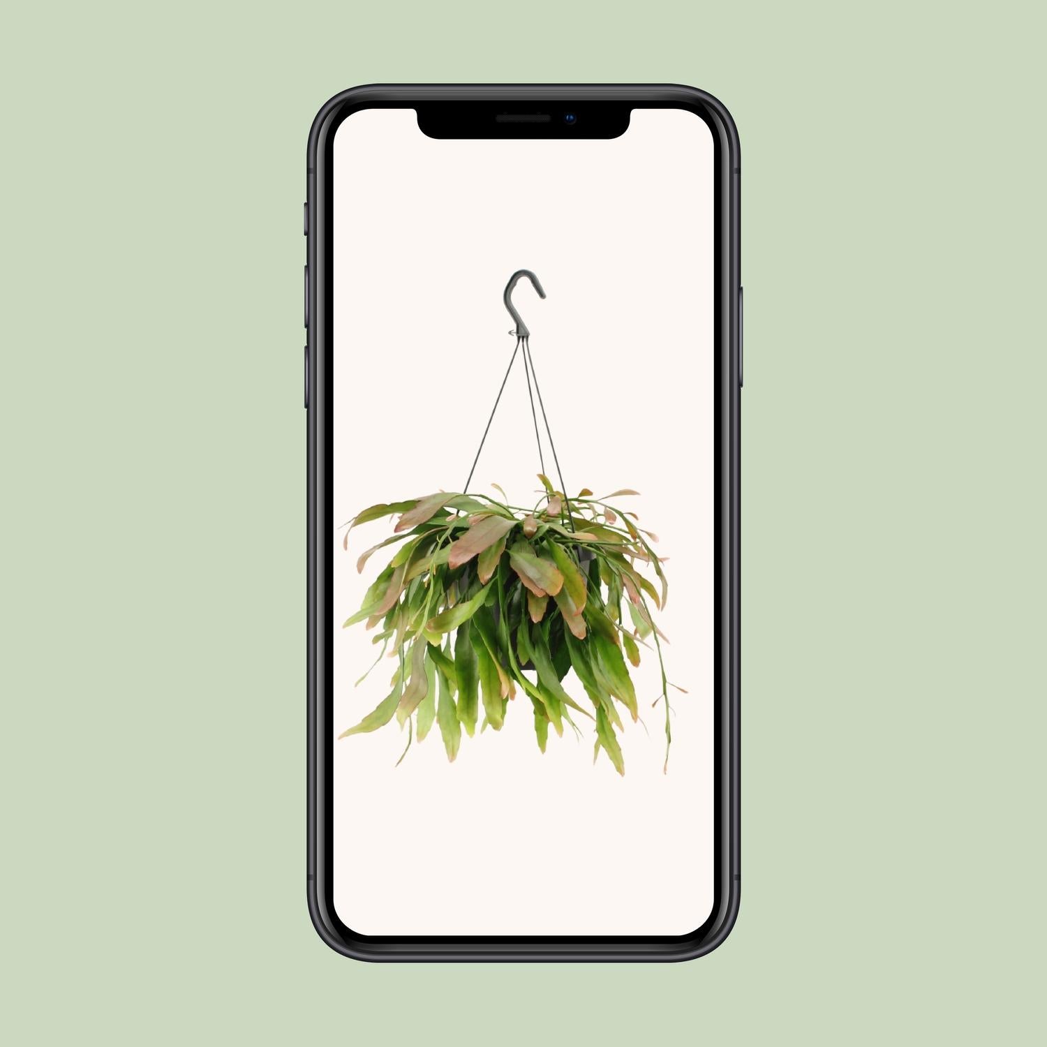 Rhipsalis Rot Coral, Ø17 cm, 25 cm