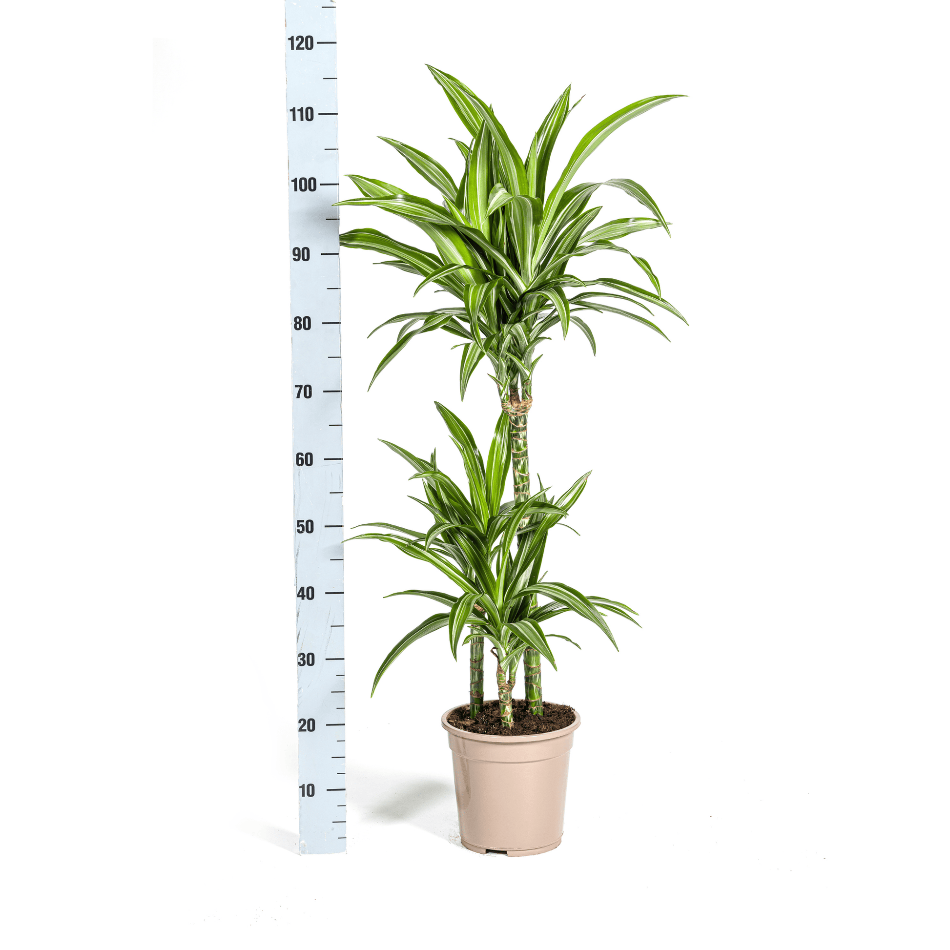 Dracaena Deremensis White Stripe Ø21cm - ↕90 - 110cm - Botanic-Vibes