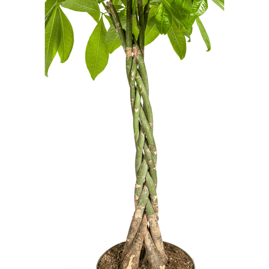 Pachira Aquatica Ø27cm - ↕130 - 150cm - Botanic-Vibes