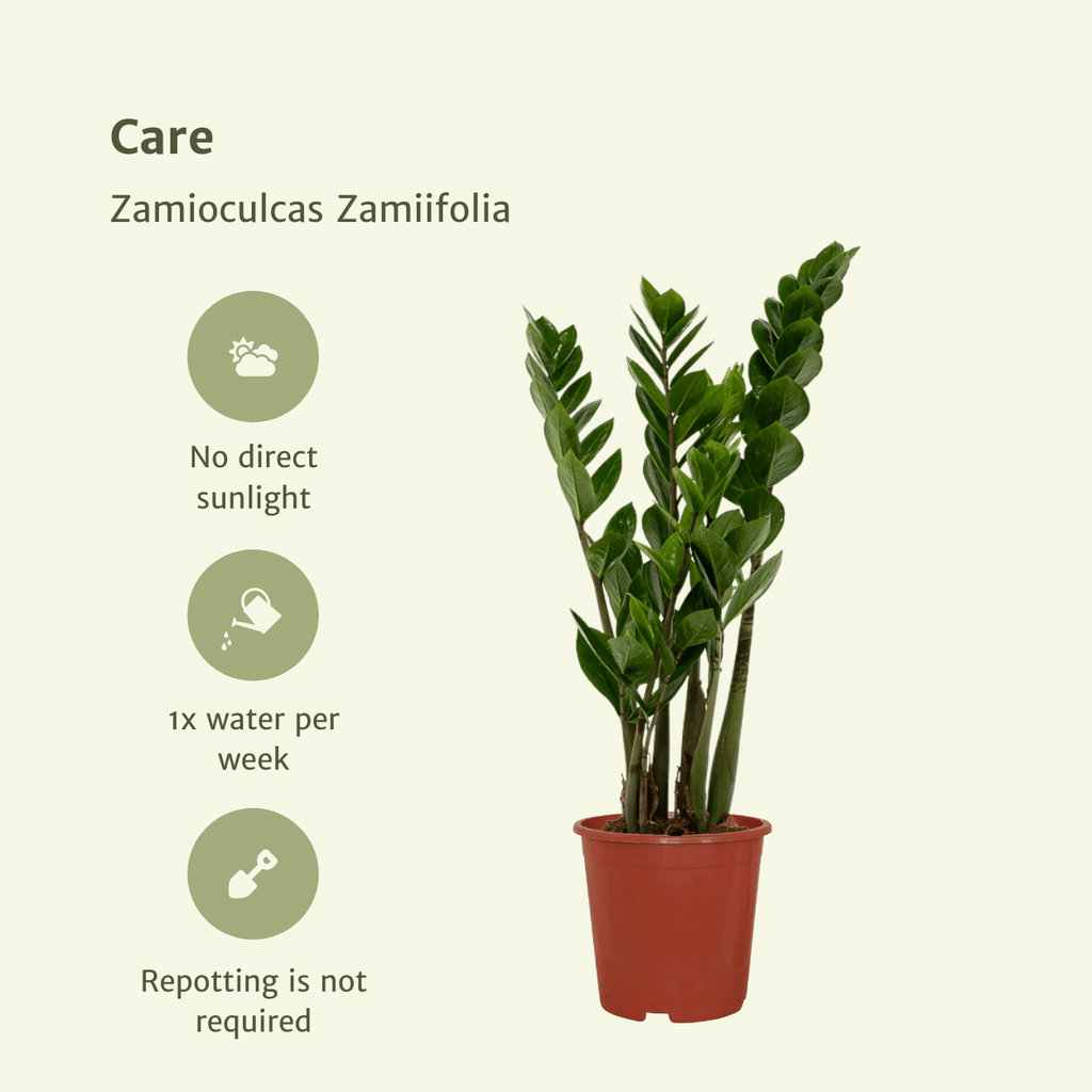 2x Zamioculcas Zamiifolia, Smaragdpalme, 50 cm, Ø14 cm