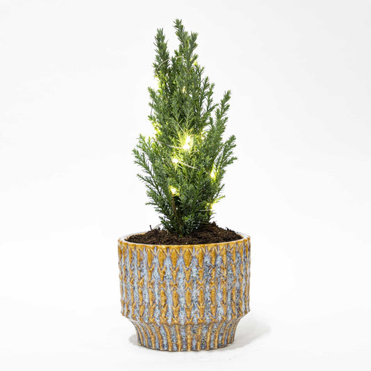 Weihnachtsbaum 'Ellwoodii' + Topf „Echo“ + 20 LED-Lichter – 25–30 cm hoch