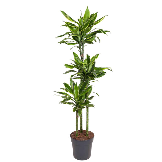 Dracaena golden coast – 160 cm – ø24 - Botanic-Vibes