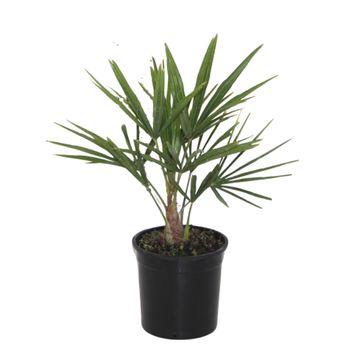 Trachycarpus fortunei – 40 cm – Ø12cm